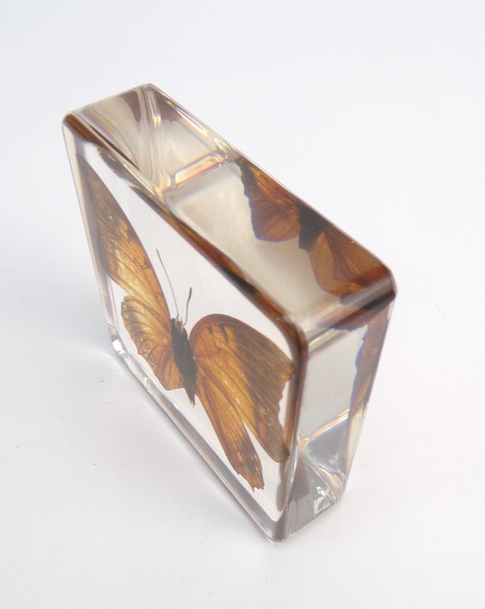 Charaxes Aristogiton (Felder) 75mmx75mm