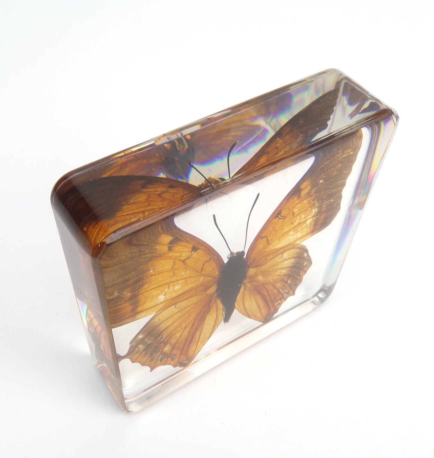 Charaxes Aristogiton (Felder) 75mmx75mm