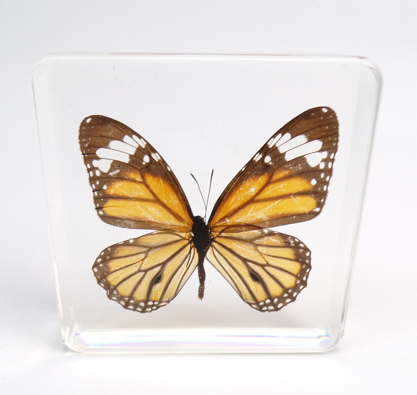 Danaus Genutia (Cramer) 75mmx75mm