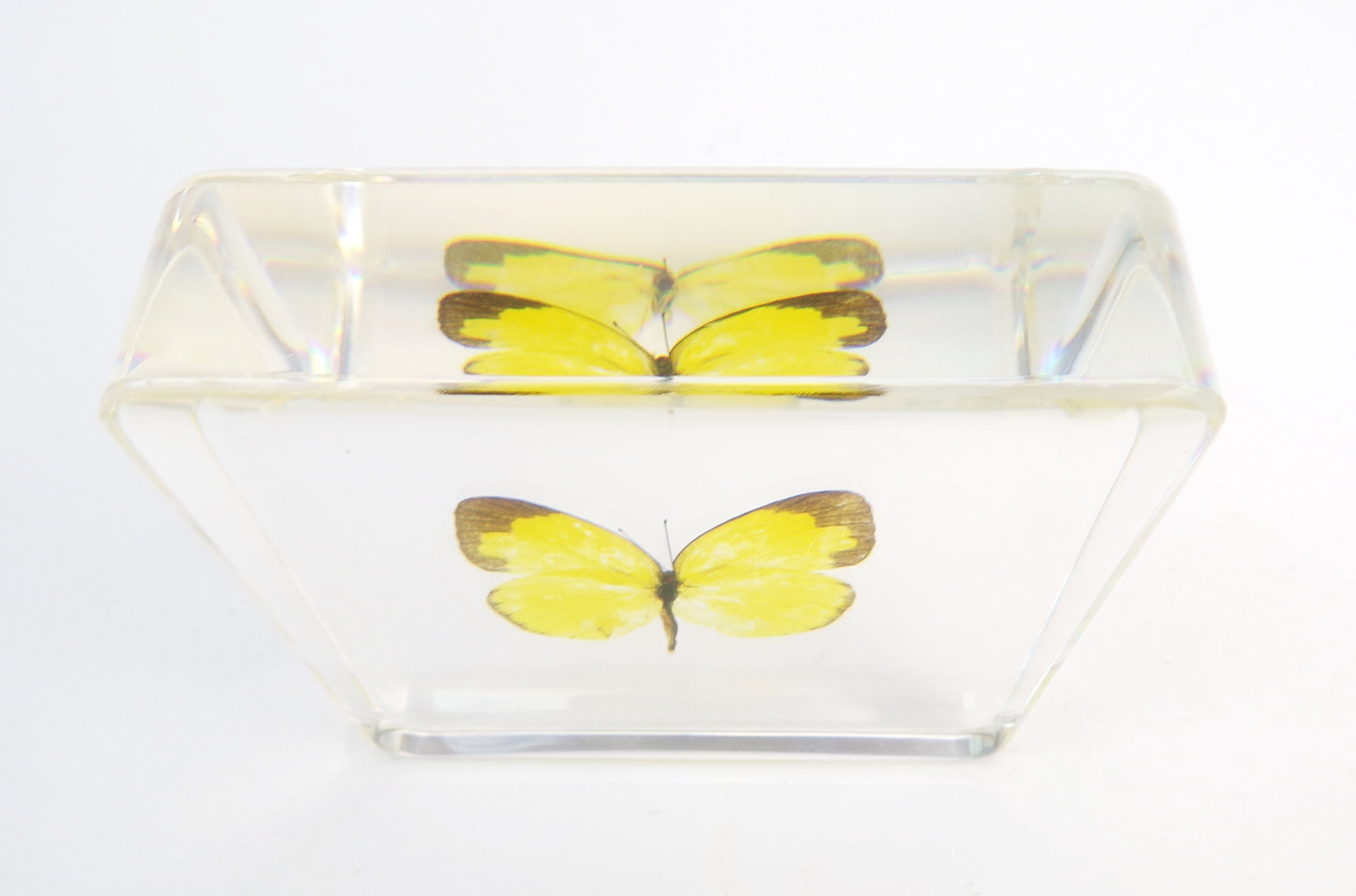 Eurema Blanda 75mmx75mm