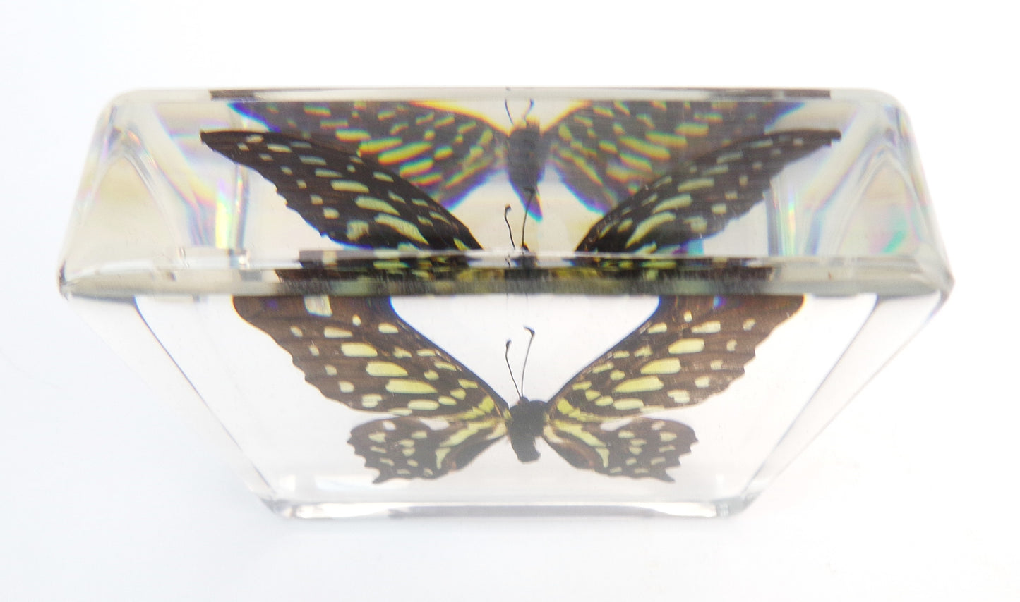 Graphium Agamemnon 75mmx75mm