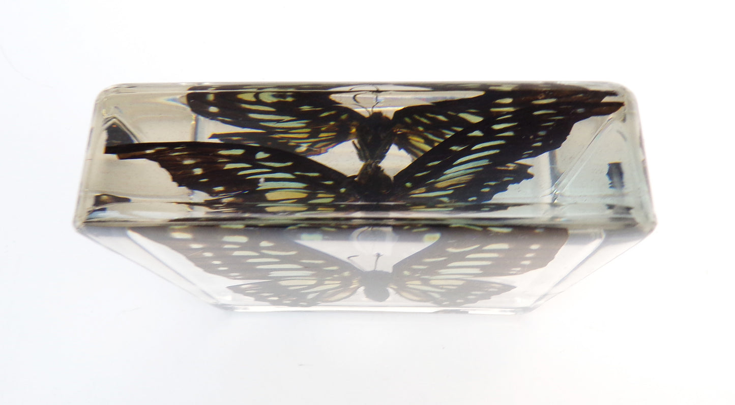 Graphium Doson 75mmx75mm