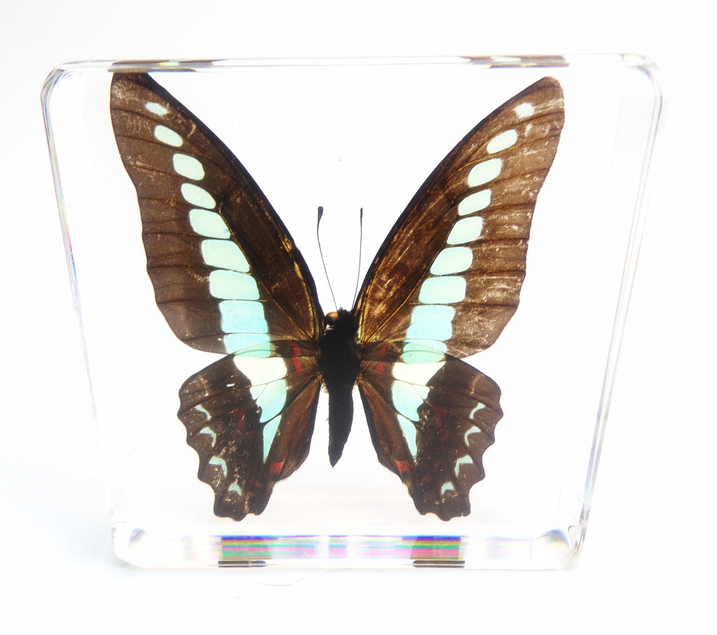 Graphium Sarpeden (Linnaeus) 75mmx75mm