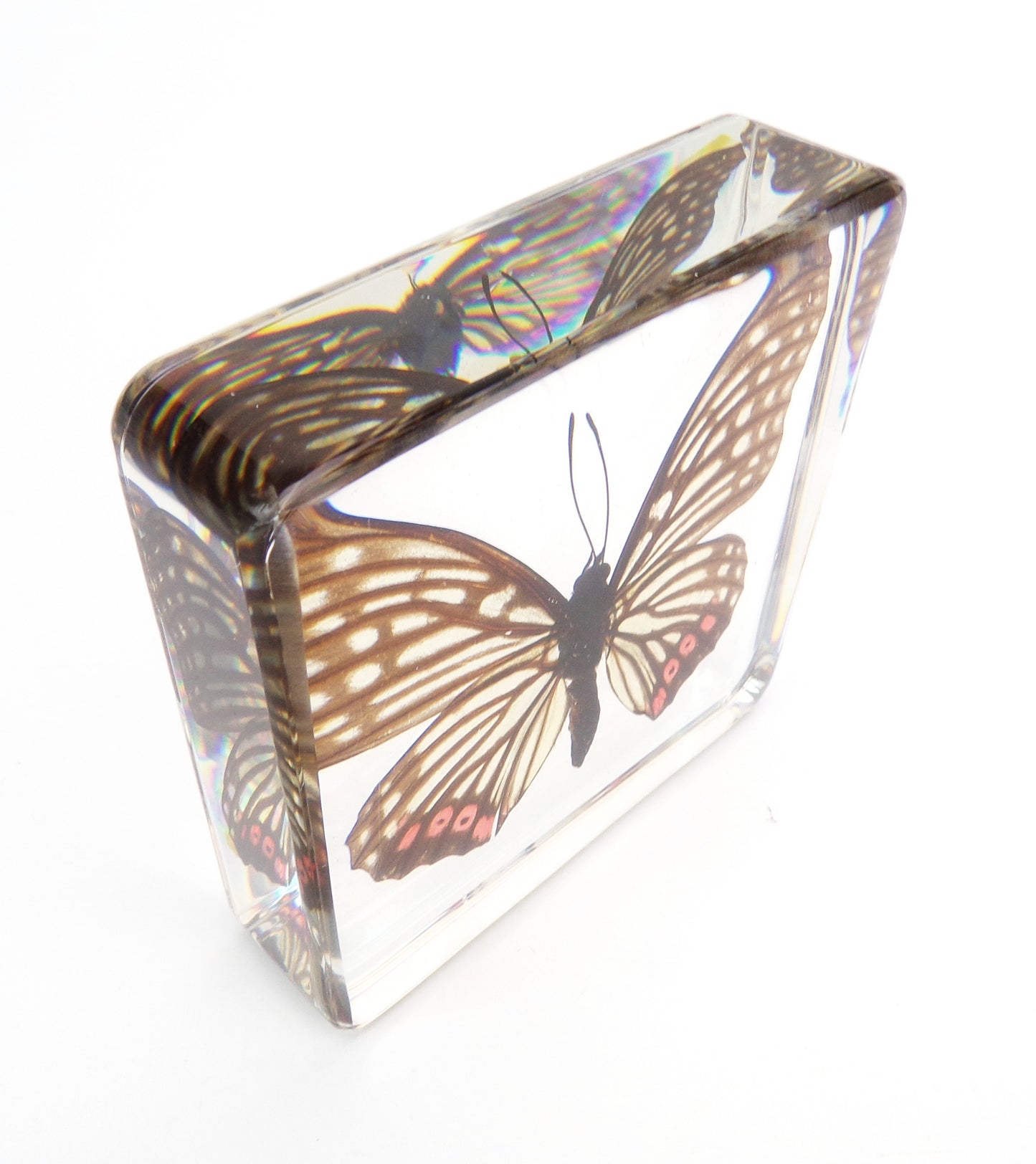 Hestina Assimilis (Linnaeus) 75mmx75mm