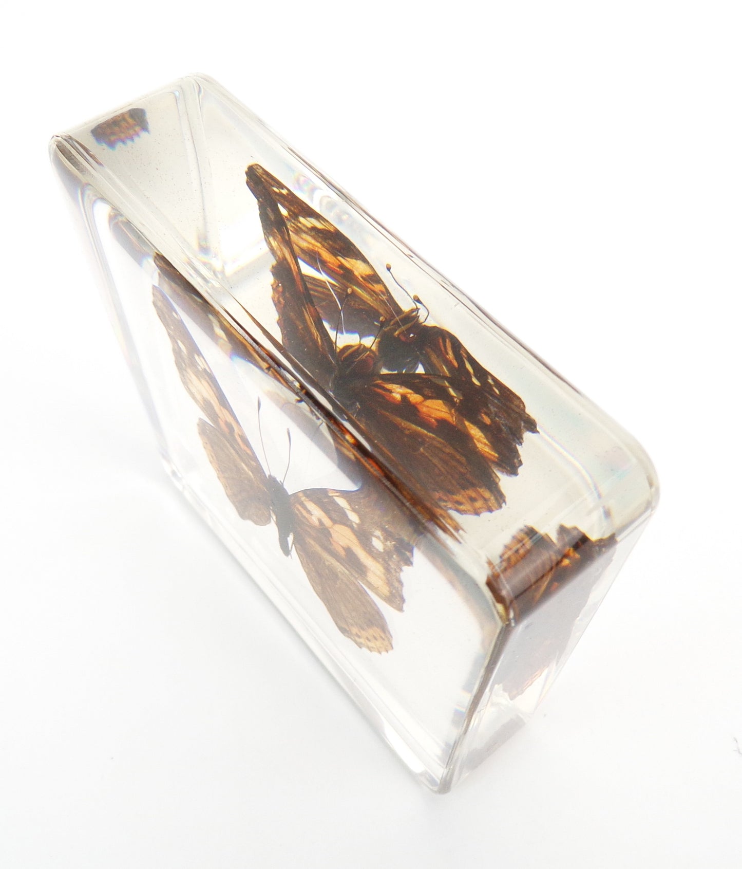 Vanessa Indica (Herbst) 75mmx75mm