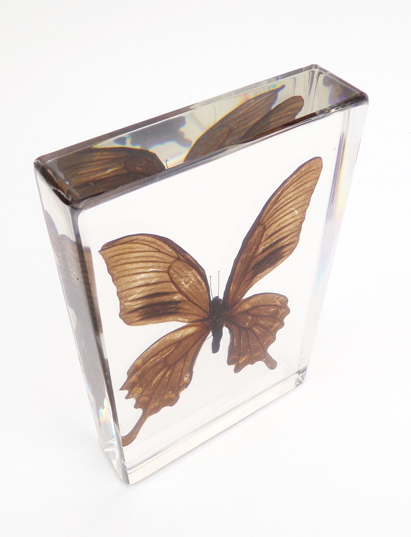 Timelaea Maculata 75mm x 75mm