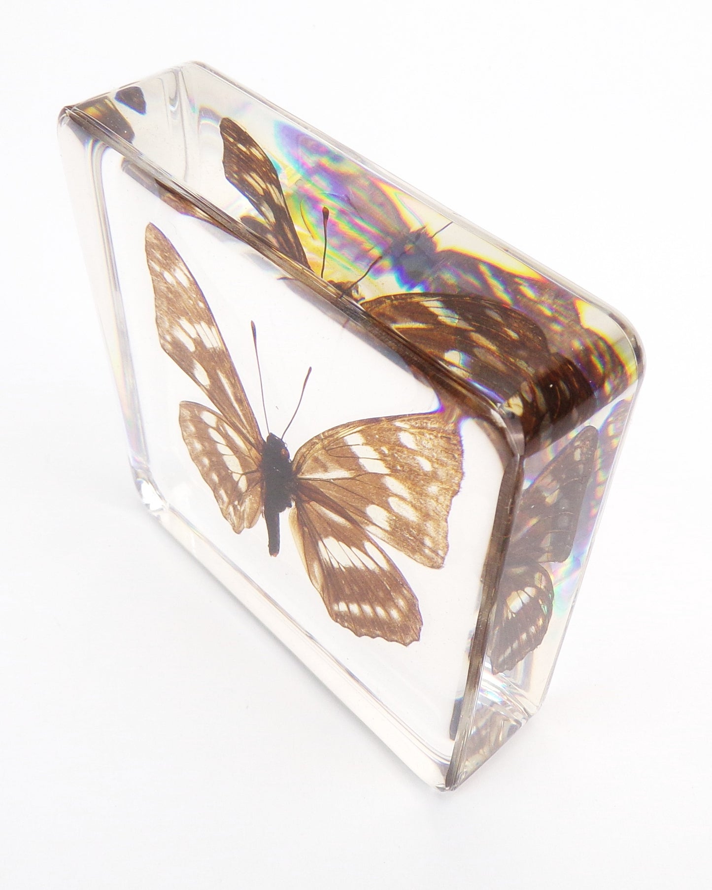 Hestina Persimilis (Westwood) 75mmx75mm