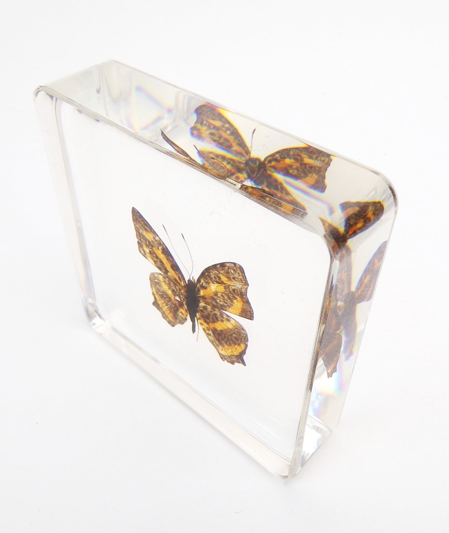 Symbrenthia Brabira (Moore) 75mmx75mm