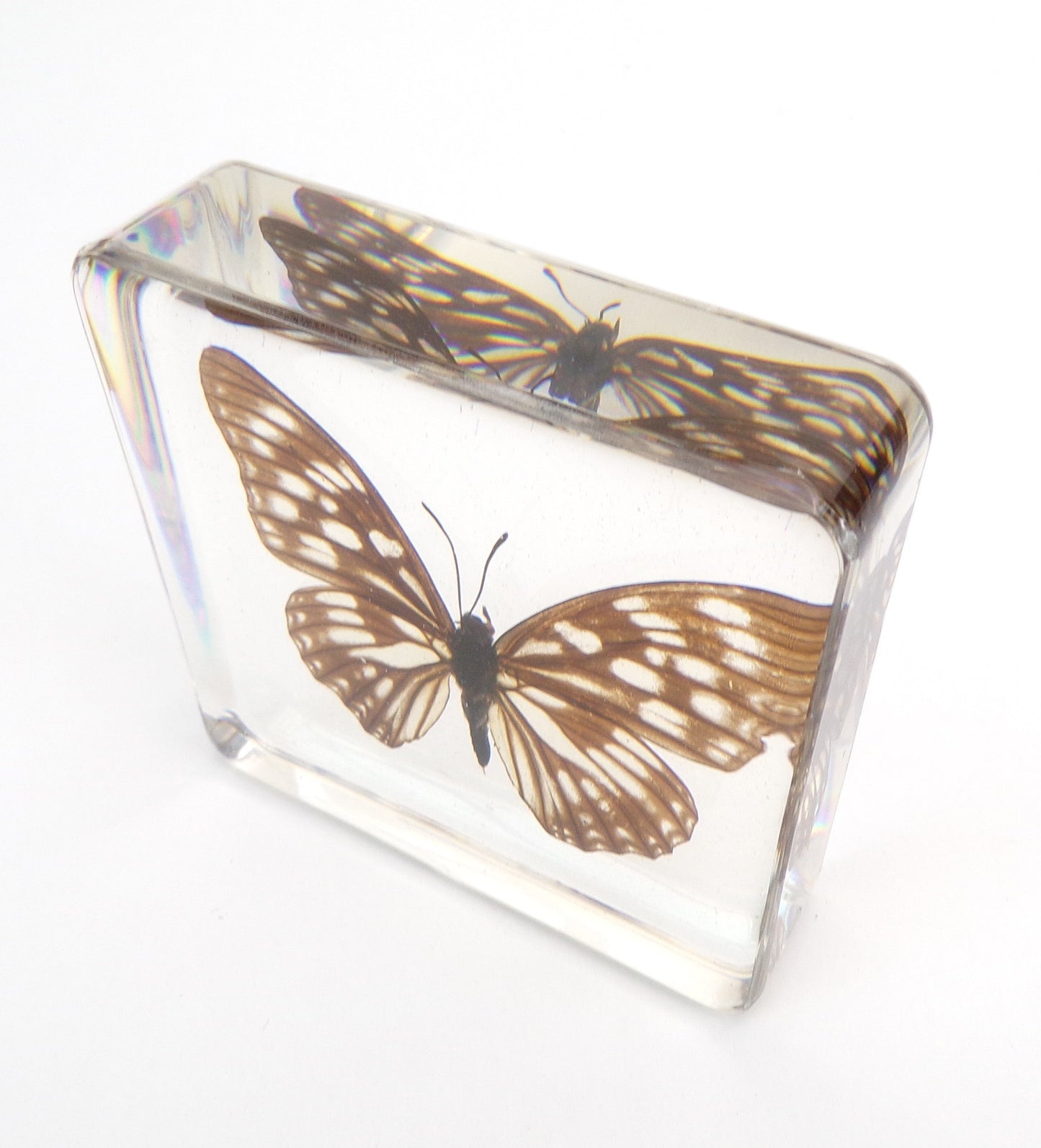 Mimathyma Nycteis 75mmx75mm