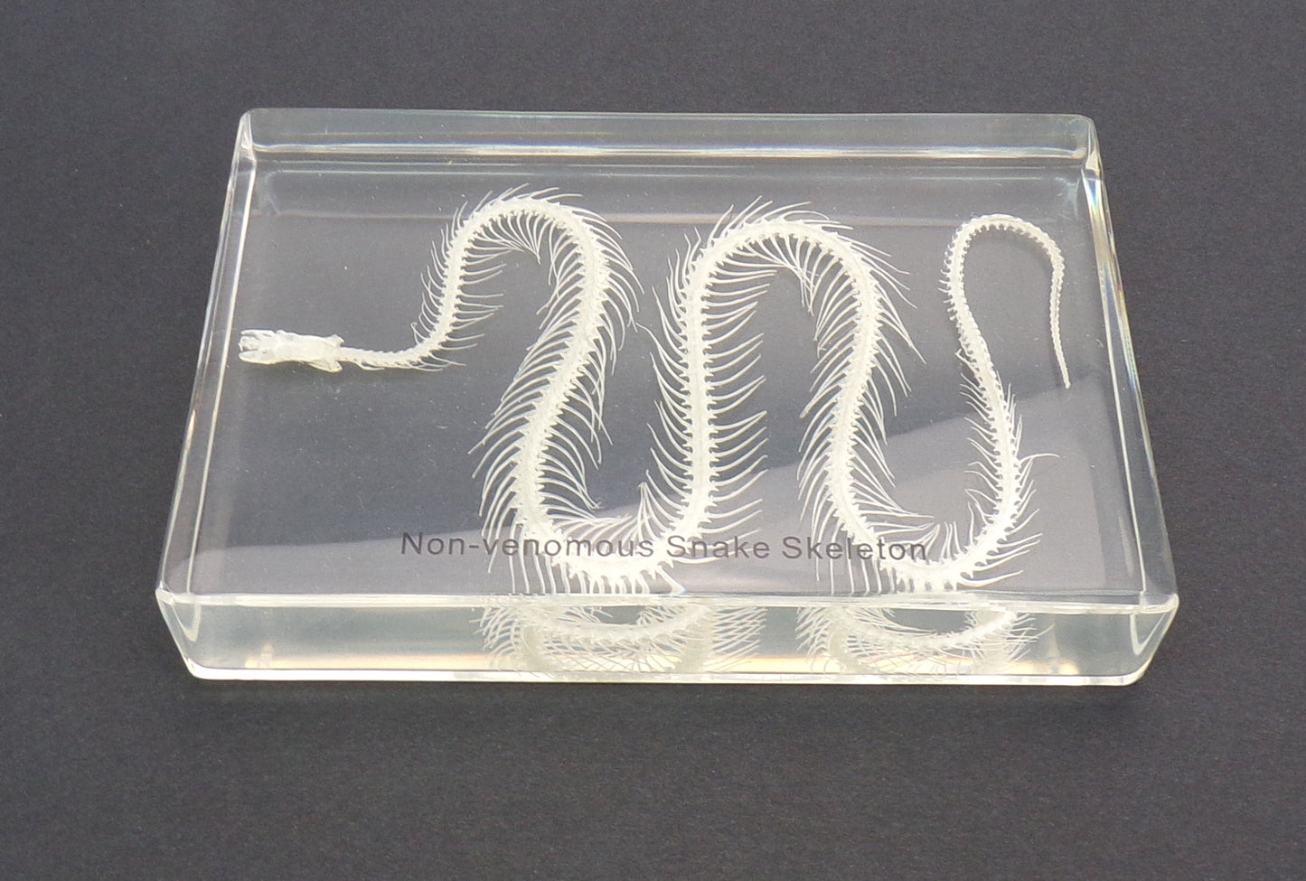 Slang Skelet 135mmx90mm