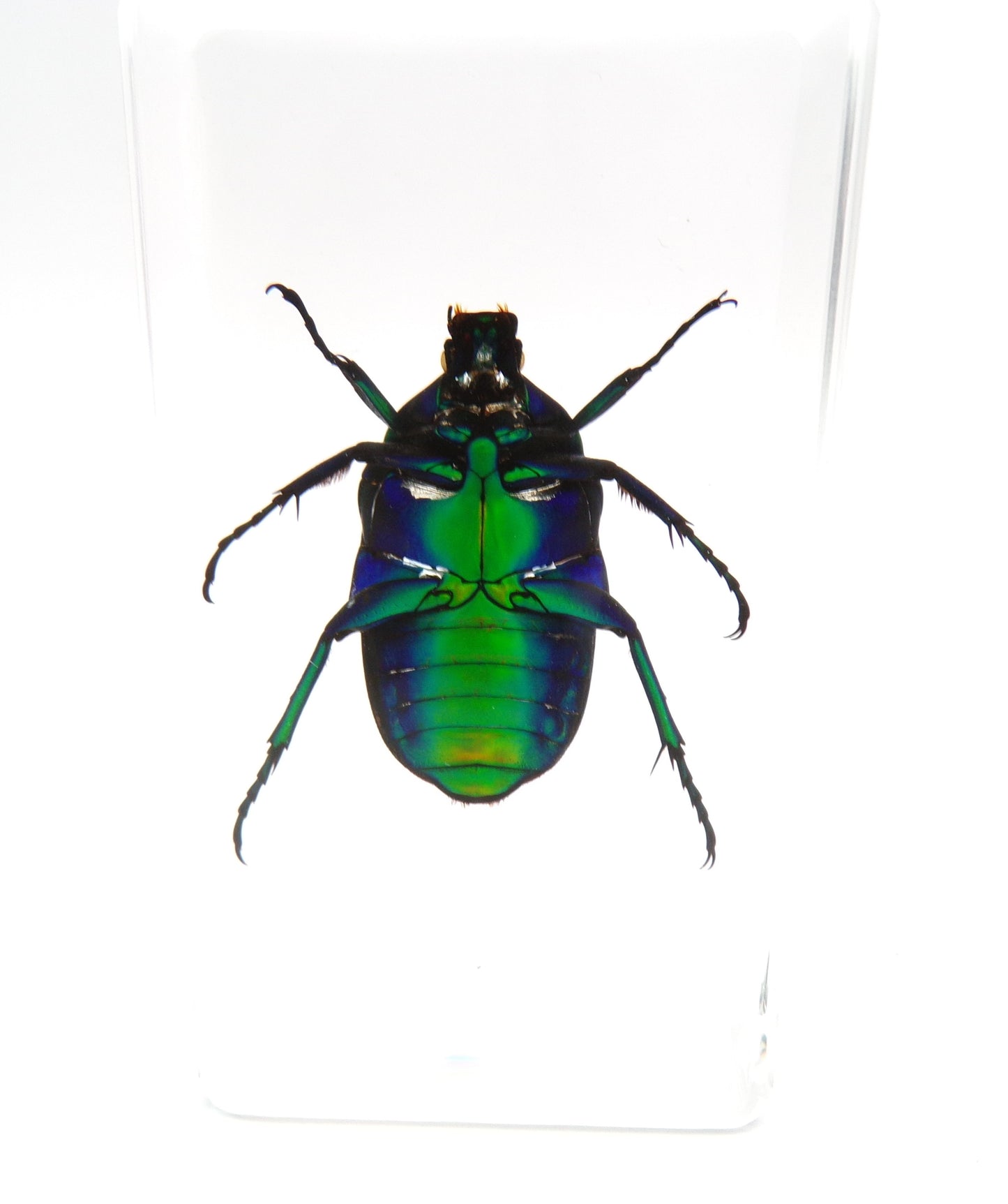 Kever 75mmx41mm