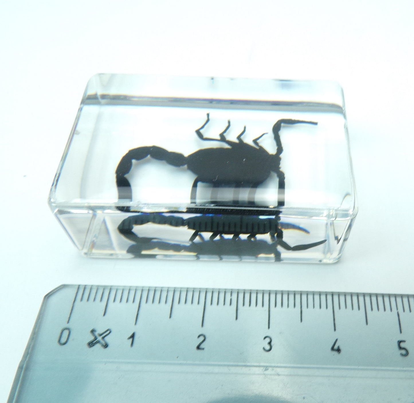 Zwarte schorpioen 44mmx28mm