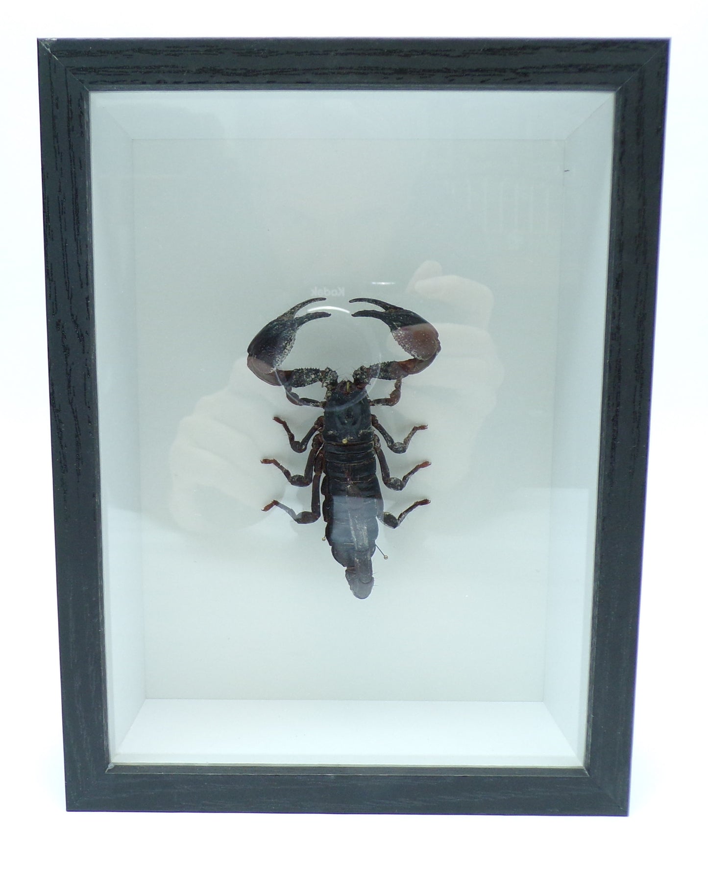 Shadowbox black 220x170x60mm "Scorpion"