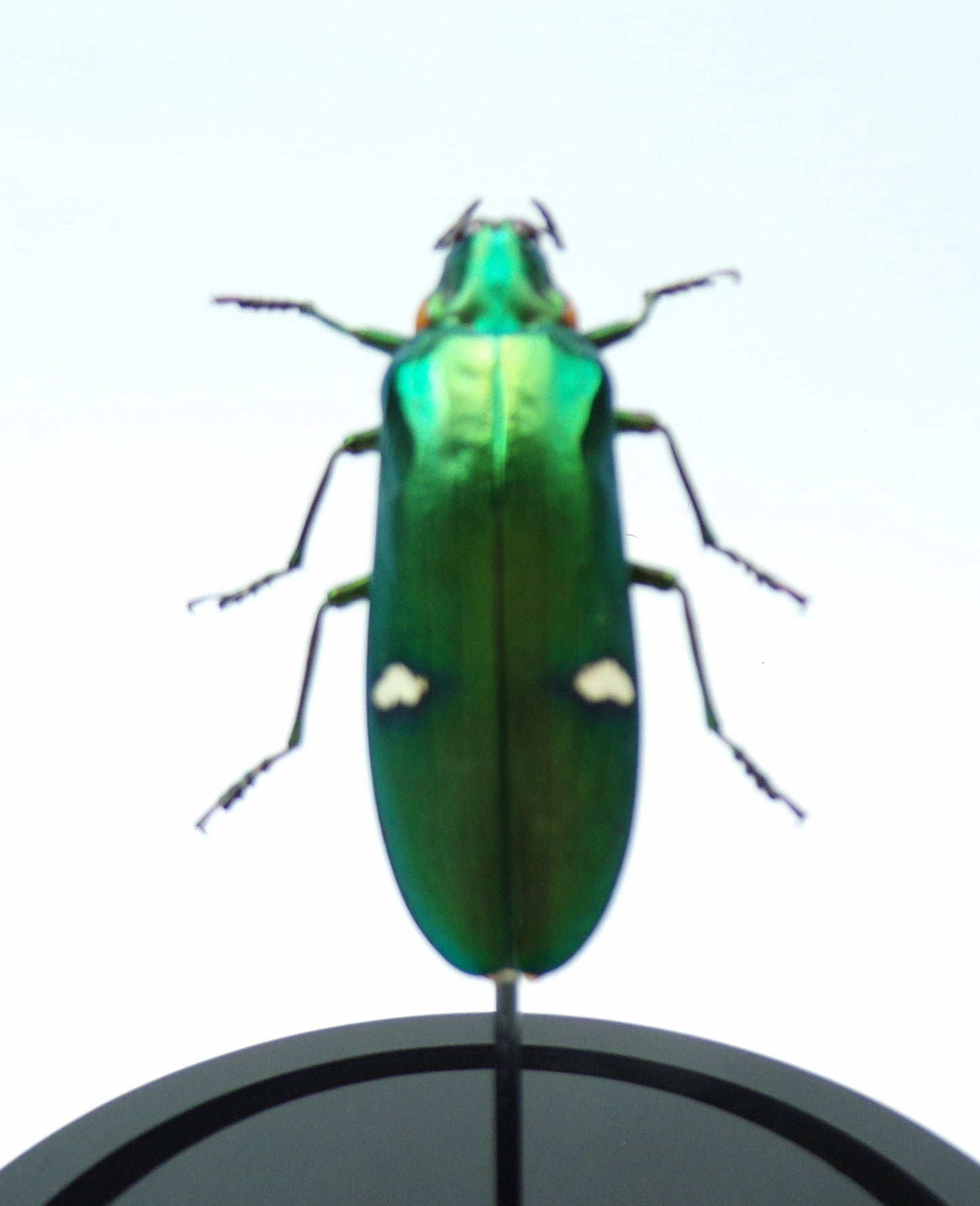 Cloche black 150x110mm "Green beetle"