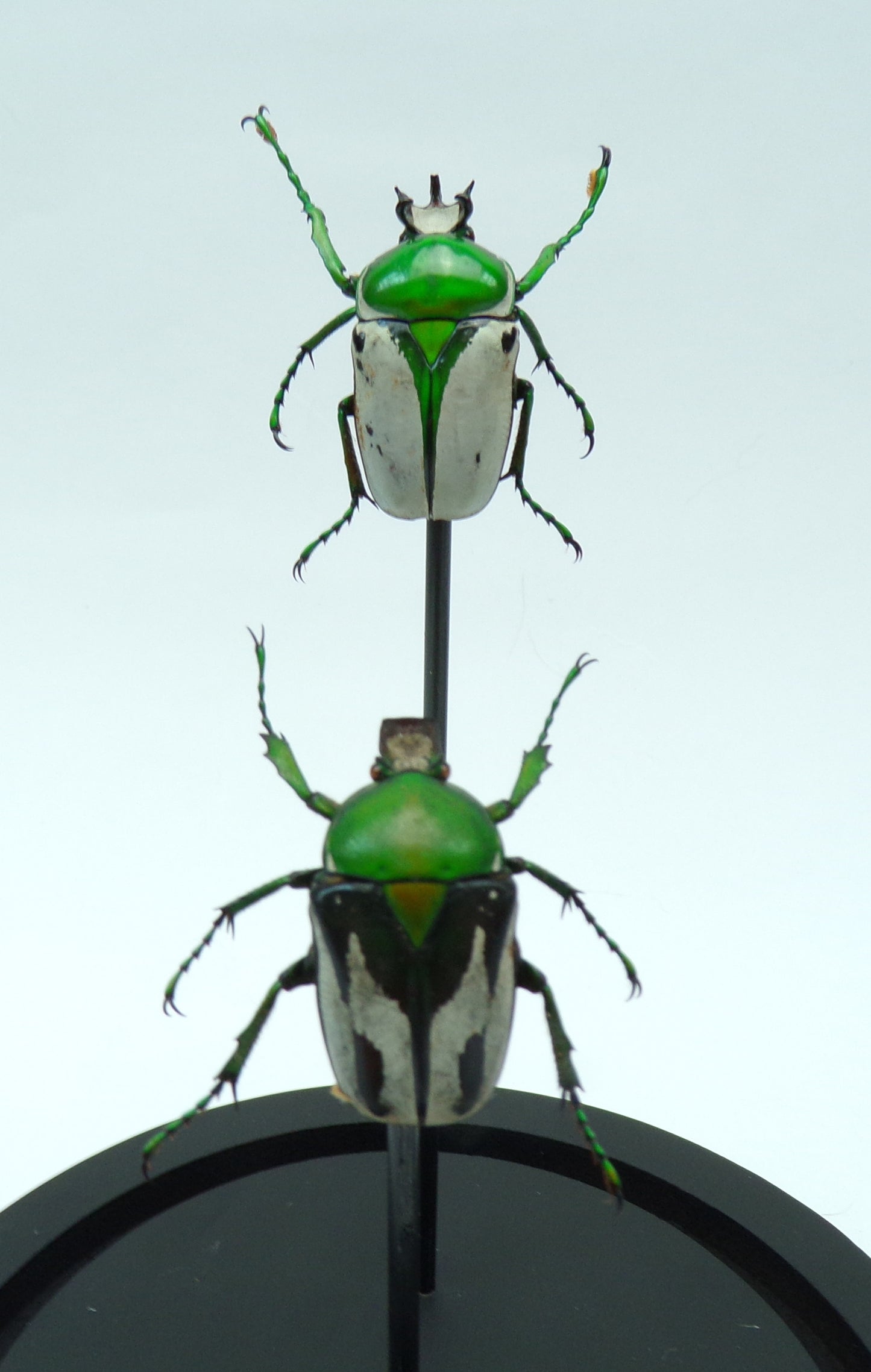 Cloche black 170x110mm "Two beetles"