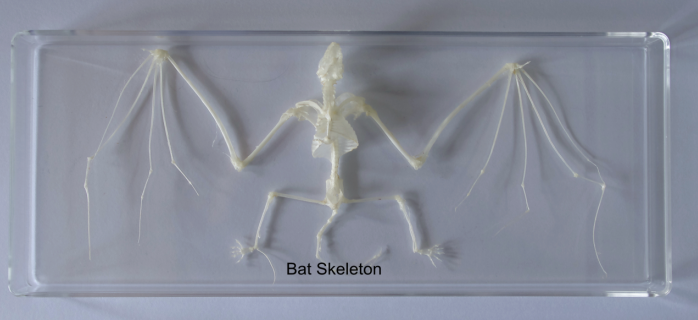 Vleermuis skelet 140mmx65mm
