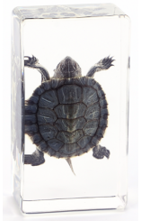 Schildpad 75mmx41mm