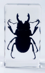 Vliegend hert (Odontolabis platynota) 75mmx41mm