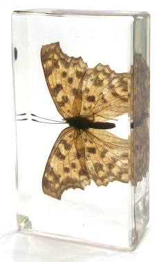 Polygonia Caurum 75mmx41mm