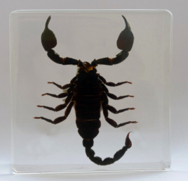 Schorpioen 95mmx95mm