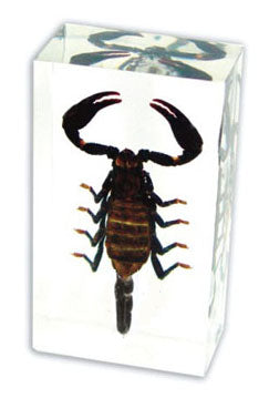 Zwarte schorpioen 75mmx41mm