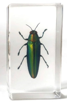 Juweel Kever 75mmx41mm