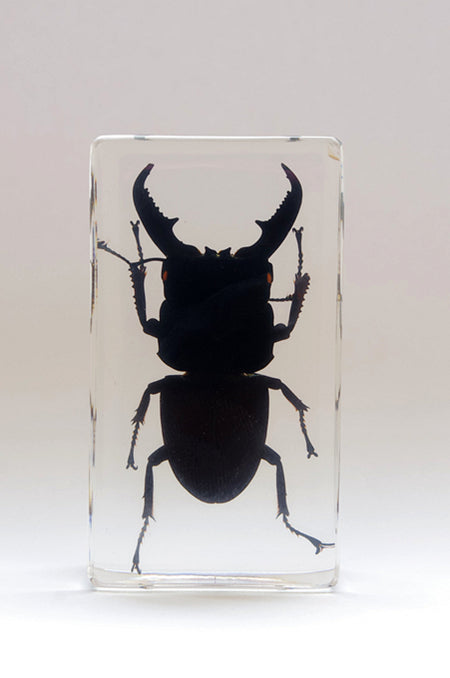 Vliegend hert (Dorcus titanus platymelus) 75mmx41mm