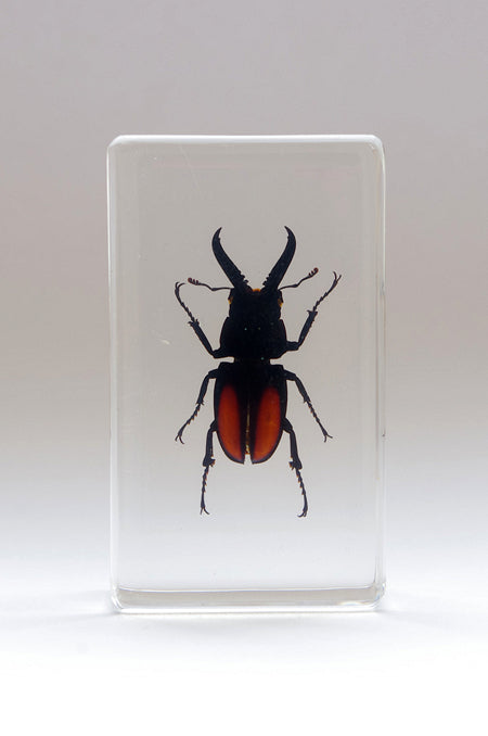 Vliegend hert (Prosopocoilus spineus) 75mmx41mm