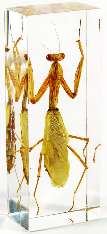 Bidsprinkhaan 110mmx43mm