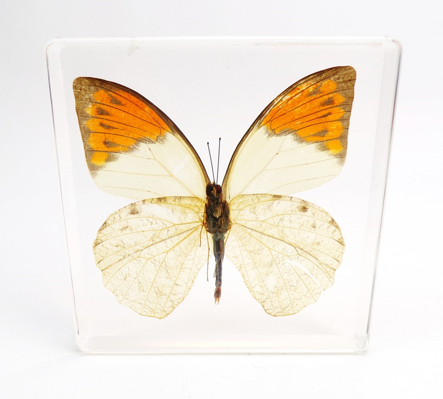 Vlinders in epoxy
