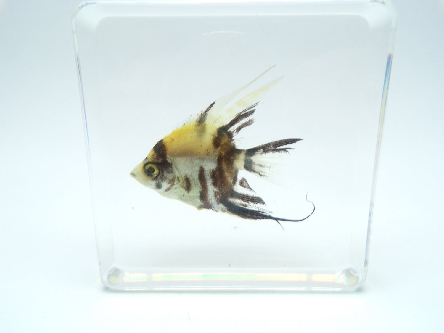 Vissen in epoxy