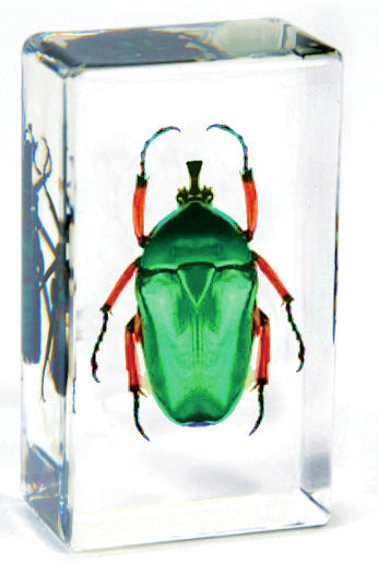 Insecten in Epoxy