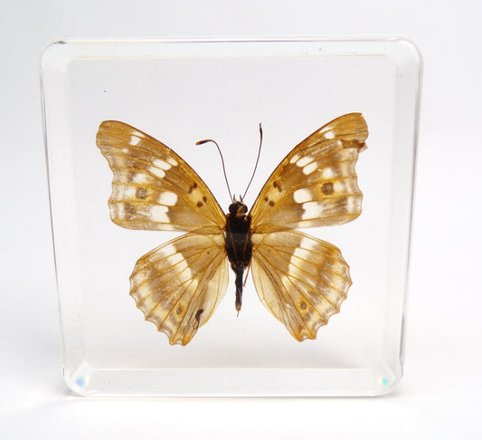 Apatura Ilia 75mmx75mm