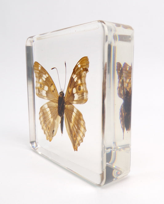 Apatura Ilia 75mmx75mm