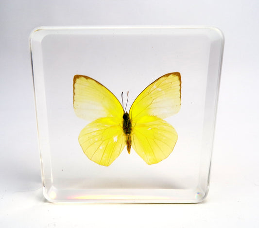 Catopsilia Pomona 75mmx75mm