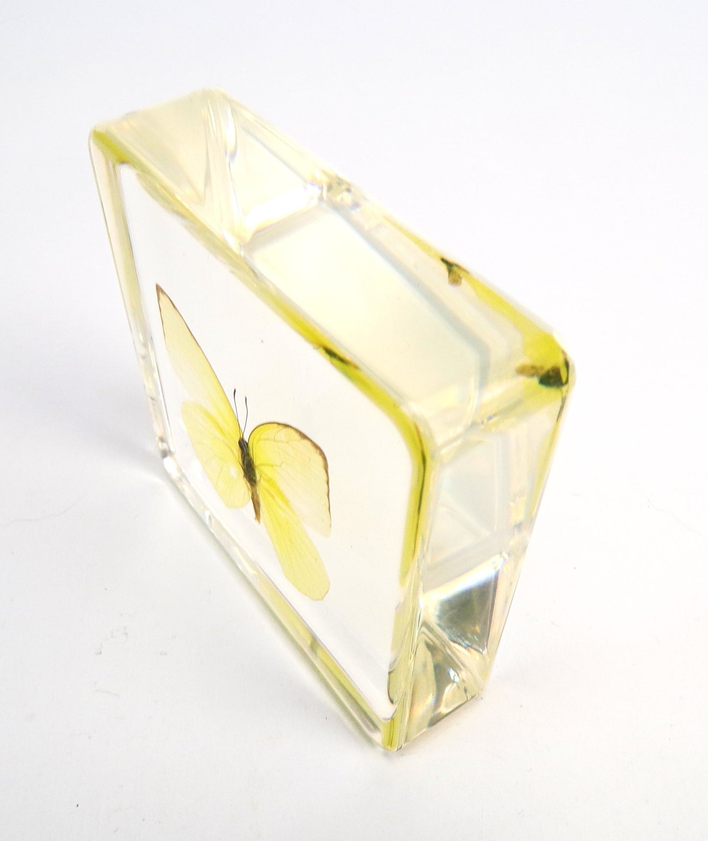 Catopsilia Pomona 75mmx75mm