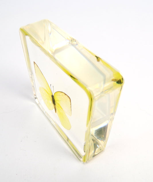 Catopsilia Pomona 75mmx75mm