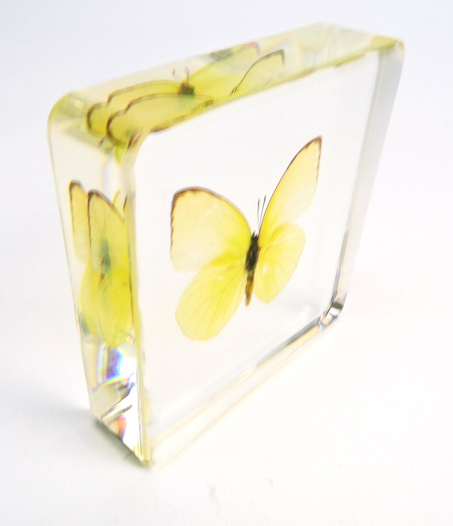 Catopsilia Pomona 75mmx75mm