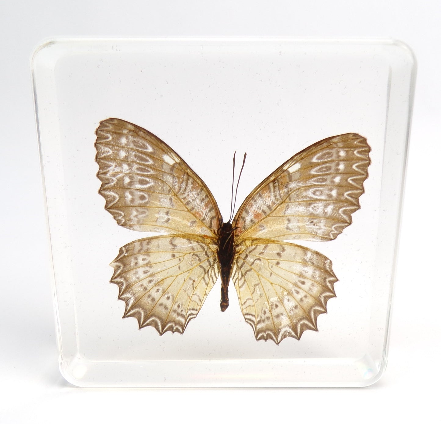 Cethosia Biblis (Drury) female 75mmx75mm