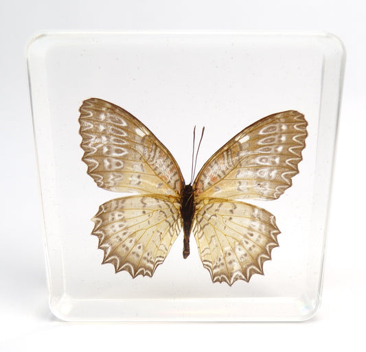 Cethosia Biblis (Drury) female 75mmx75mm