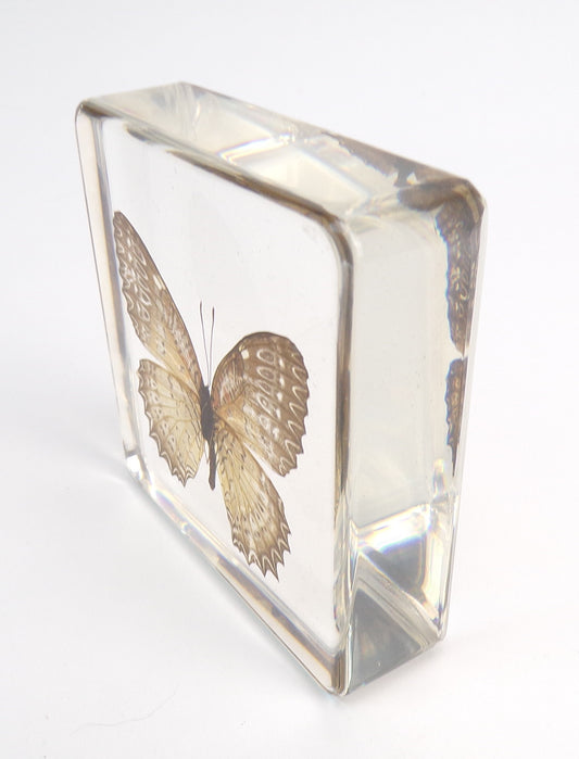 Cethosia Biblis (Drury) female 75mmx75mm