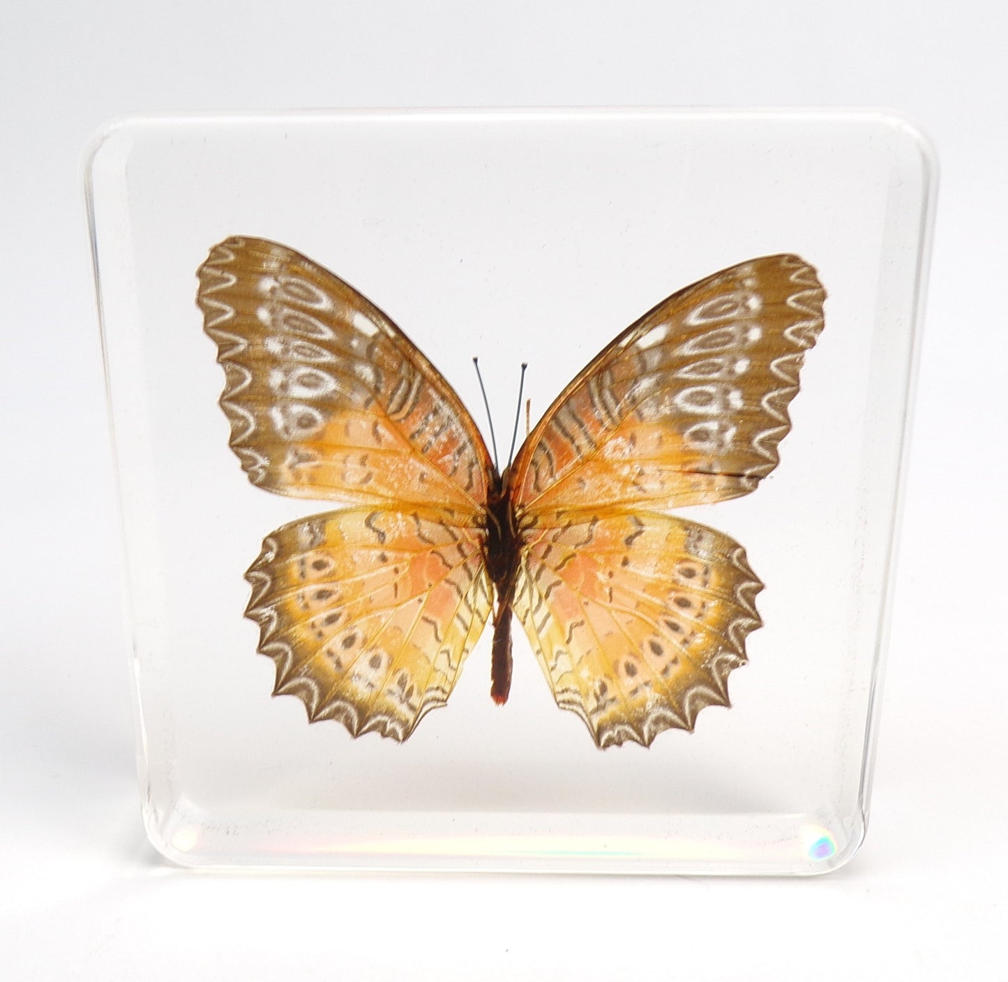 Cethosia Biblis (Drury) male 75mmx75mm