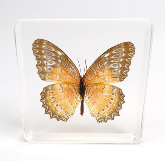 Cethosia Biblis (Drury) male 75mmx75mm