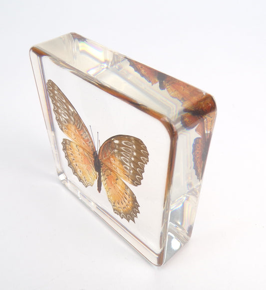 Cethosia Biblis (Drury) male 75mmx75mm