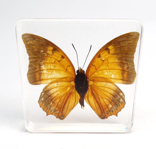 Charaxes Aristogiton (Felder) 75mmx75mm
