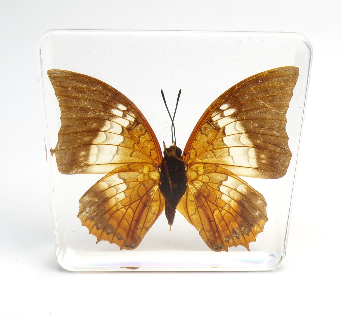 Charaxes Bernardus (Fabricius) 75mmx75mm