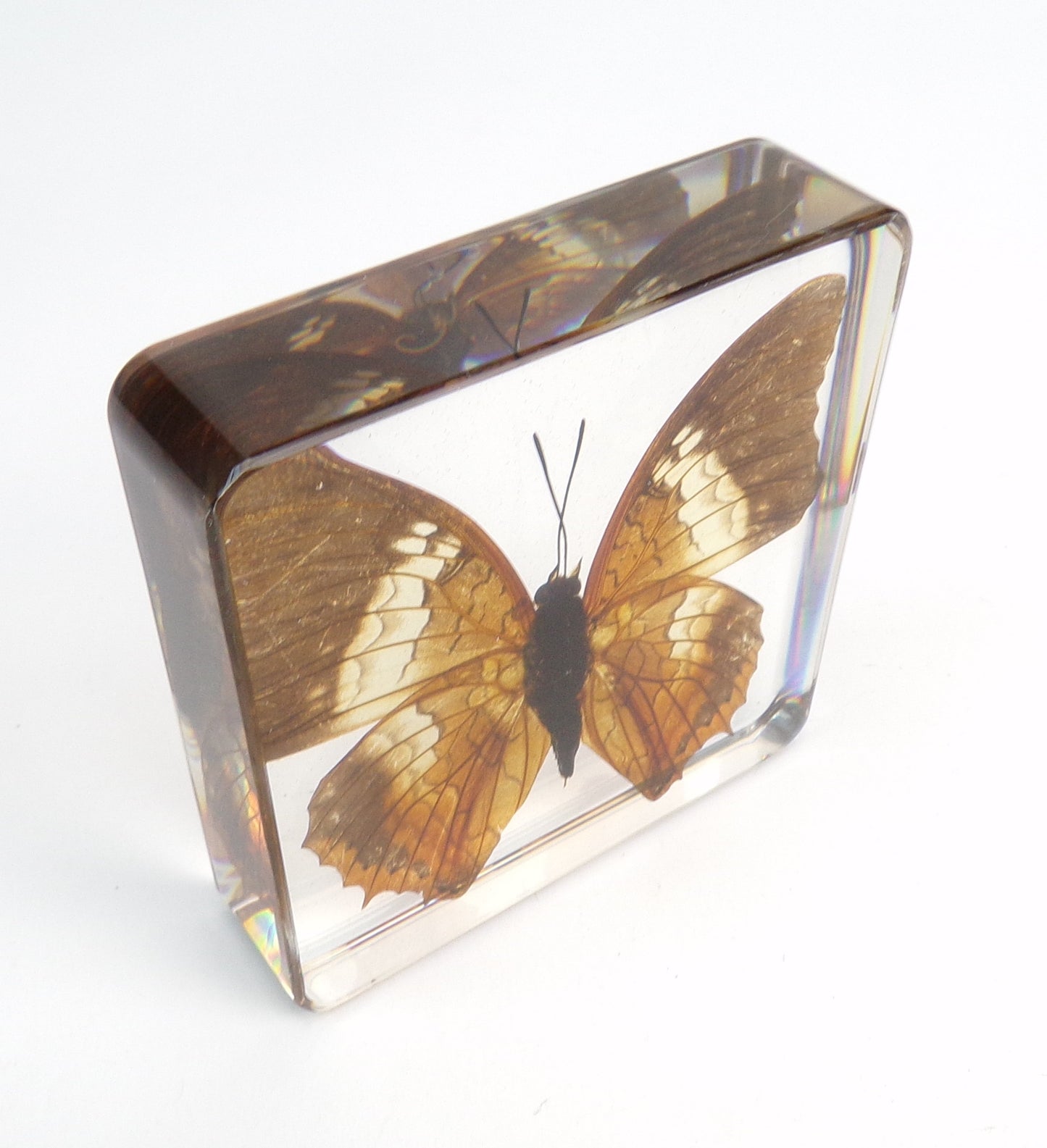 Charaxes Bernardus (Fabricius) 75mmx75mm