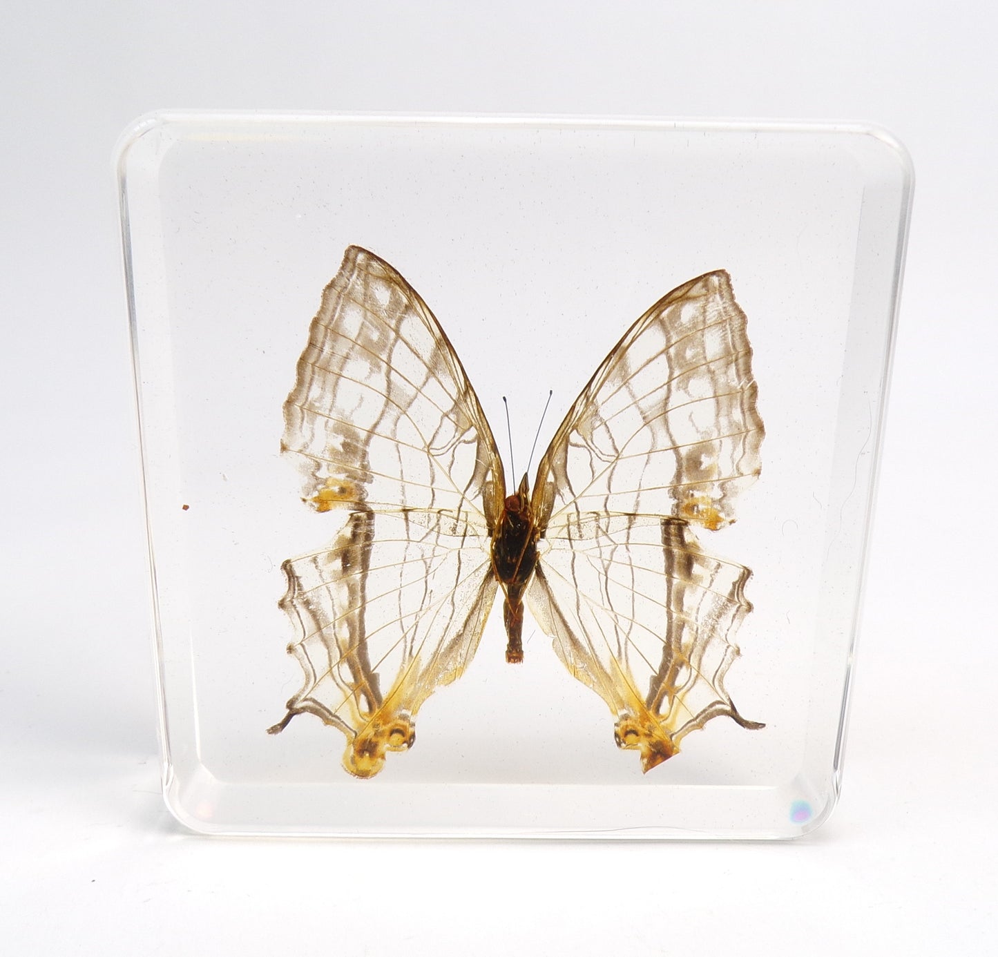Cyrestis Thyodamas (Doyére) 75mmx75mm