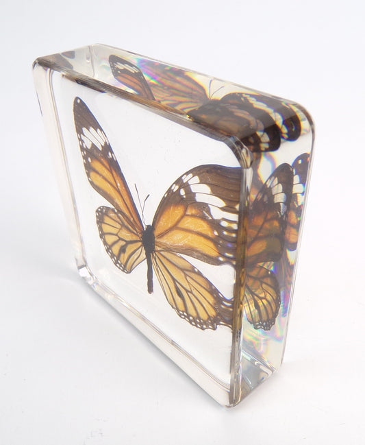 Danaus Genutia (Cramer) 75mmx75mm