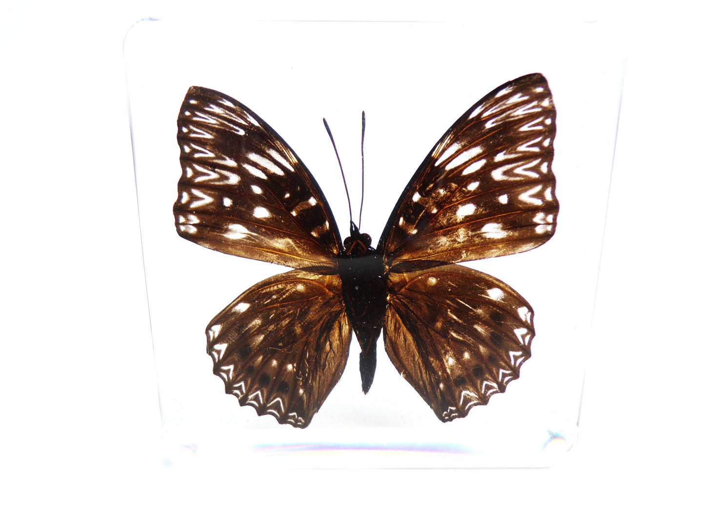 Dichorragia Nesimachus 75mmx75mm